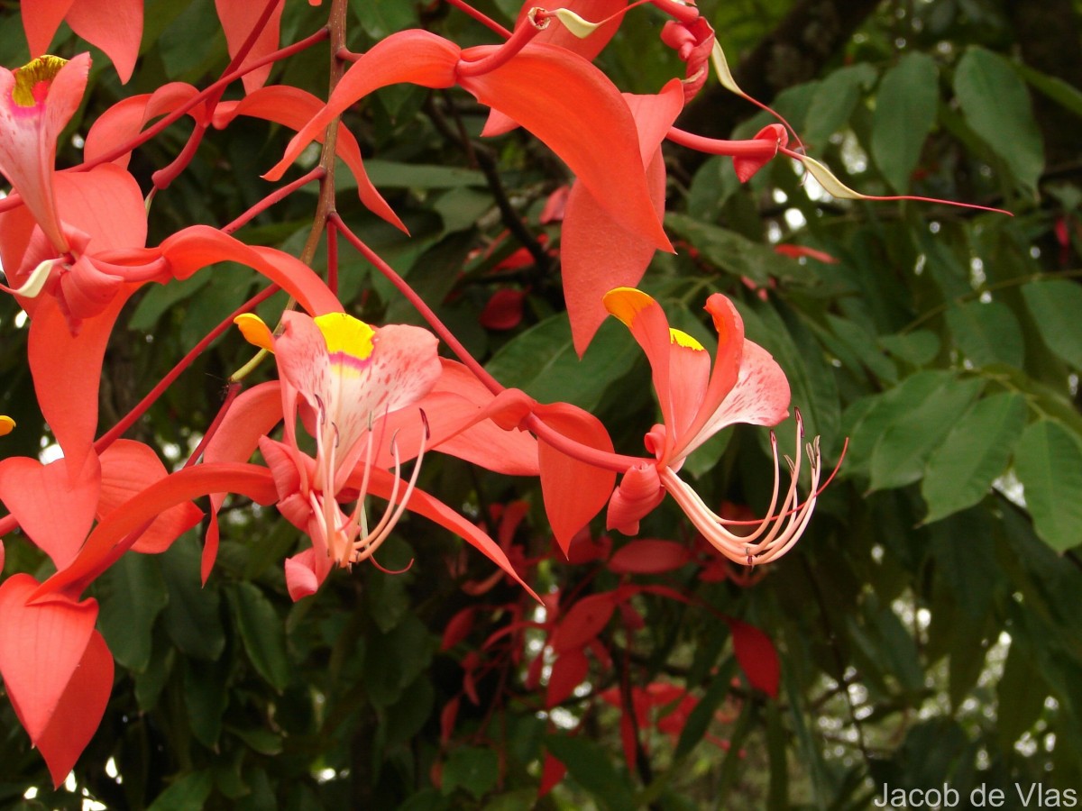 Amherstia nobilis Wall.